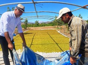 Gölbaşı’nda üzümden yüksek rekolte bekleniyor