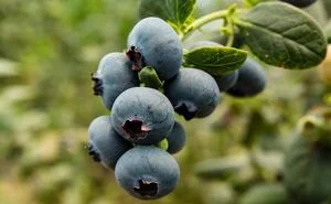 SAKSIDA MAVİYEMİŞ ÜRETİMİ, YÜKSEK KARLILIK VE İHRACATTA BÜYÜK FIRSAT YARATIYOR!