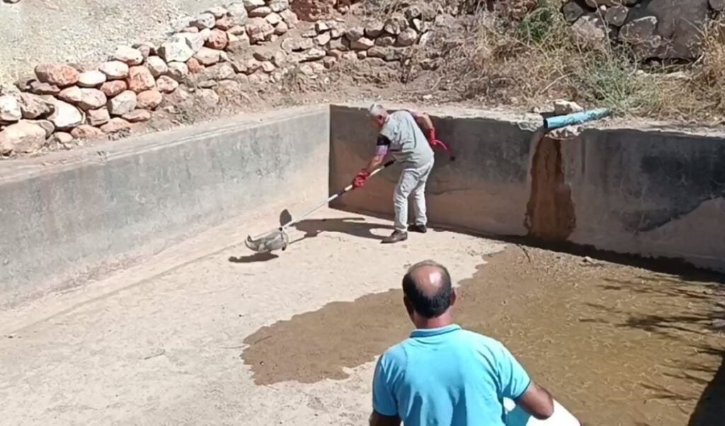 Havuza düşen porsuk kurtarıldı