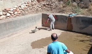 Havuza düşen porsuk kurtarıldı