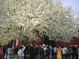 Çin Kültür ve Turizm Bakanlığı,2023’te 581 milyar dolarlık turizm geliri bekliyor