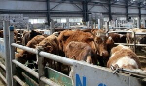 Bölgede hayvan sevkiyatı durdu