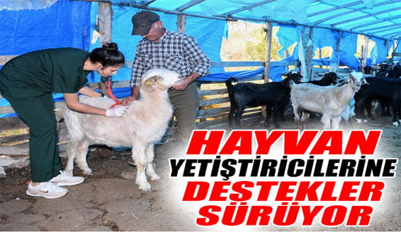 Hayvan yetiştiricilerine destekler sürüyor