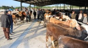 Kırıkkale hayvan pazarı kapatılacak mı?