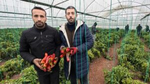 Eyyübiye Sera Kent’te kış sezonu verimli geçiyor