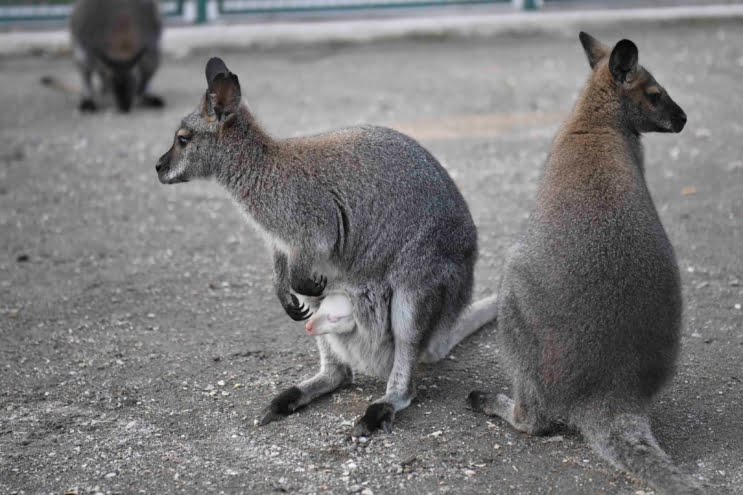 Başkentte evcil hayvanlar parklarının yeni üyeleri: Albino kanguru ve lama