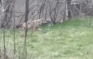 Mahalleye inen kurt korkuttu