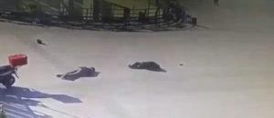 Etkisiz hale getirilen hainler DHKP/C terör örgütü üyesi