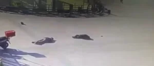 Etkisiz hale getirilen hainler DHKP/C terör örgütü üyesi