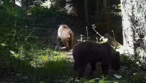 Ilgaz Dağı Milli Parkındaki yaban hayatının fotokapanlara yansıyan görüntüleri
