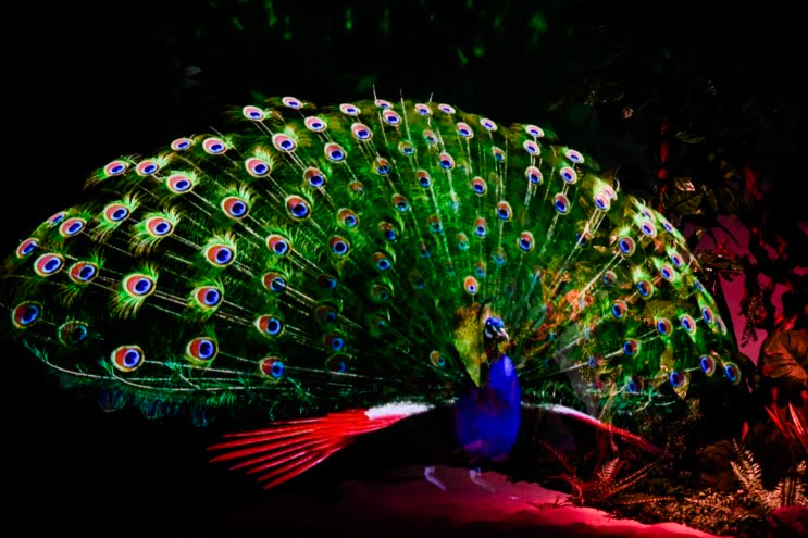 Ankara dijital hayvanat bahçesi açılıyor