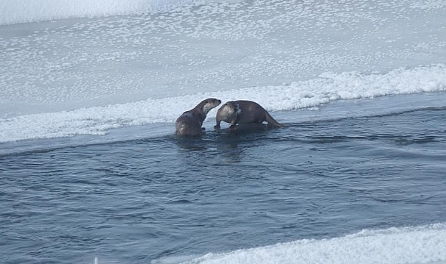 Ardahan’da su samuru görüntülendi