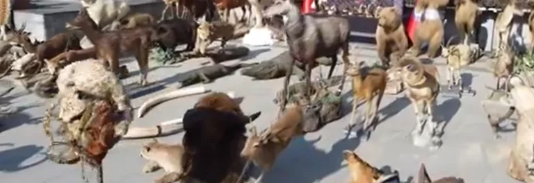 75 Milyon lira olan çok sayıda hayvan tahniti ve postu ele geçirildi