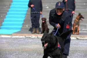 Muş’da Özel Eğitimli Dedektör Köpekler Operasyonlarda Jandarmaya Güç Katıyor – Birlik Haber Ajansı- Türkiye’nin Haber Ağı
