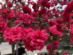 Gümüşhane’nin Doğası Bahara Hazır – Birlik Haber Ajansı- Türkiye’nin Haber Ağı