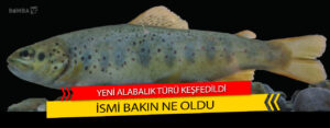 Isparta’da Yeni Alabalık Türü Keşfedildi