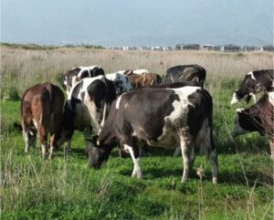 Burhaniye’de Baharın Müjdesiyle Çobanlar Keyiflendi