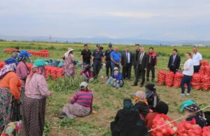 Amasya’da erkenci soğan hasadı başladı