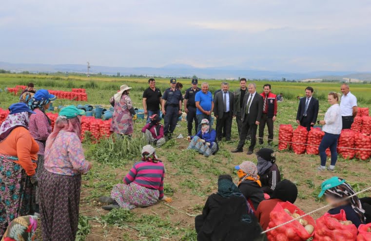 Amasya’da erkenci soğan hasadı başladı