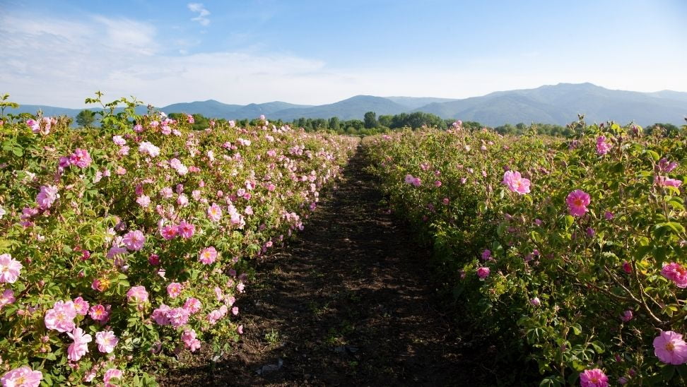 Isparta’da gül tarımında 12 bin ton rekolte bekleniyor
