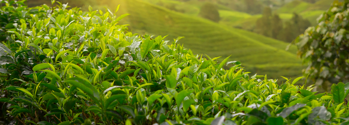 Yaş çay alım fiyatı 19 lira