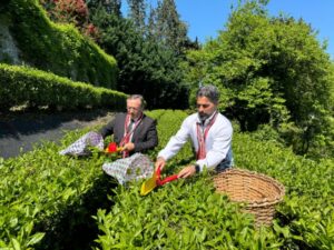 Yaş çay alım kampanyası Çaykur Rizespor ile başladı