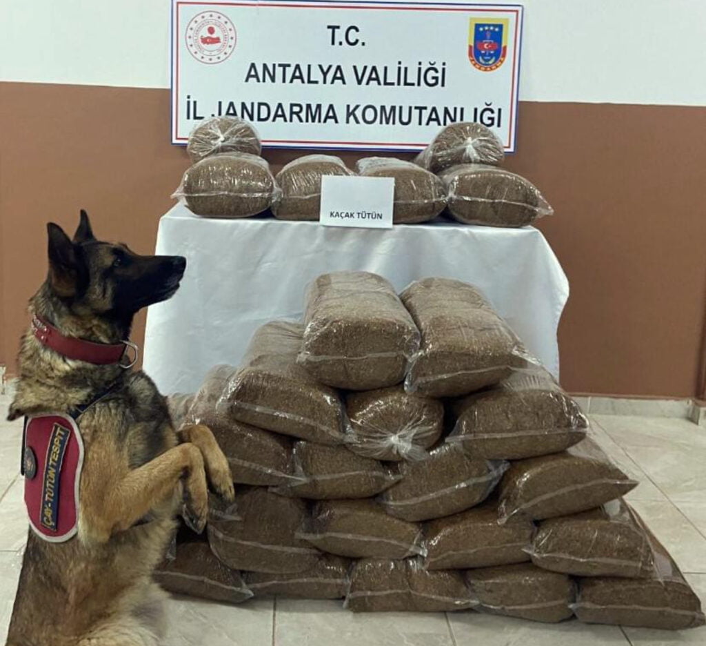 Antalya’da 230 kilogram kaçak tütün ele geçirildi