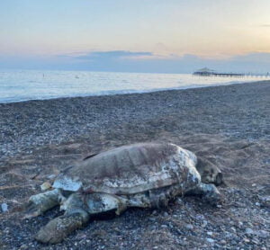Antalya Boğazkent’te sahile ölü caretta caretta vurdu