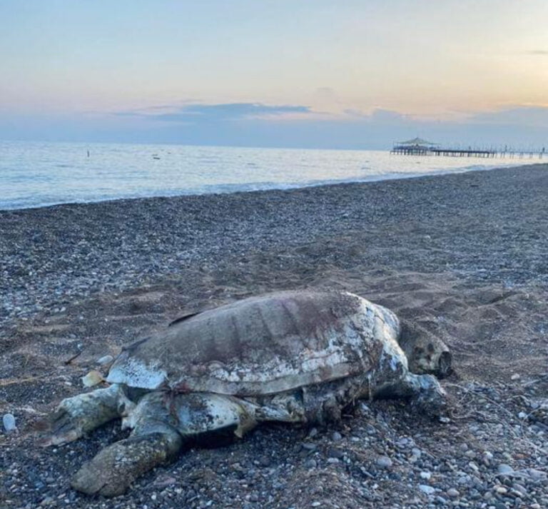 Antalya Boğazkent’te sahile ölü caretta caretta vurdu