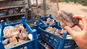 Dursunbey’den tüm dünyaya ihraç ediliyor