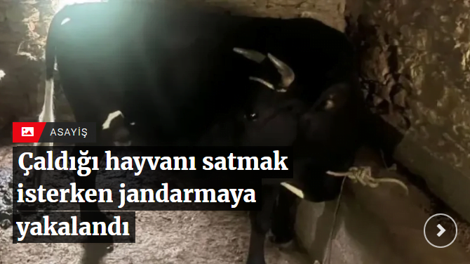 Çaldığı hayvanı satmak isterken jandarmaya yakalandı