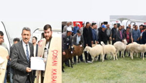 Şarkikaraağaç’ta sürü merada, çoban karavanda