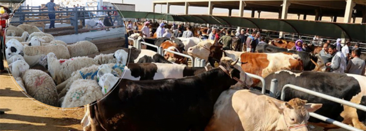 Kurban Pazarlarında satılamayan kurbanlıklar ESK tarafından satın alınacak
