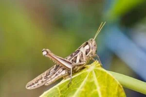 Belediyeden ‘çekirge’ açıklaması