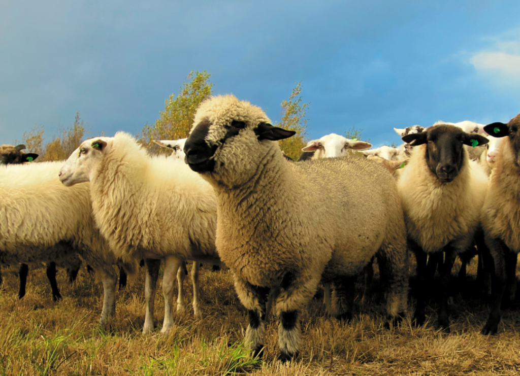 Paylaşmanın ve yardımlaşmanın sembolü: Kurban Bayramı
