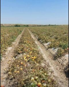 Çukurova’da sıcaklar zirvede; sebze ve meyveler yandı