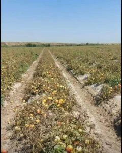 Çukurova’da sıcaklar zirvede; sebze ve meyveler yandı