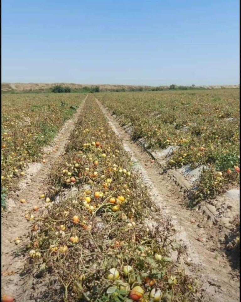 Çukurova’da sıcaklar zirvede; sebze ve meyveler yandı