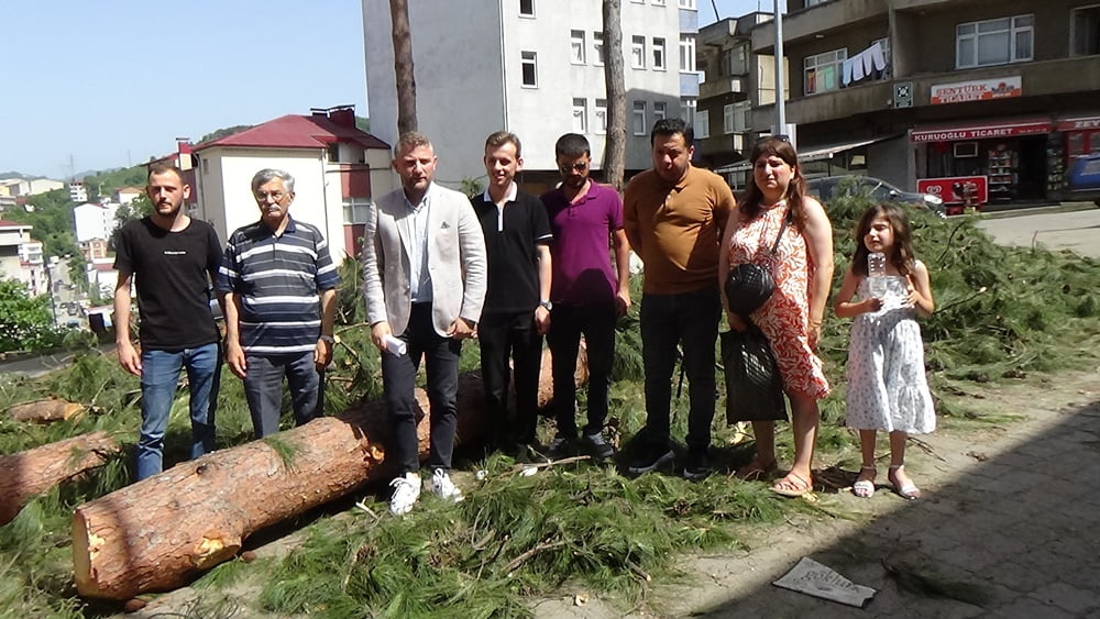 Bu Tarihi Ağaçlar Neden Kesildi?