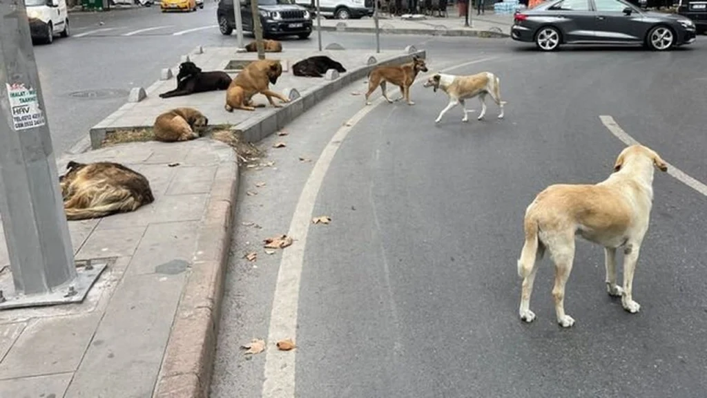 Başıboş köpeklere yönelik yasa teklifi meclise geldi