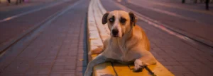 Başıboş köpek kanun teklifinin ilk 3 maddesi kabul edildi