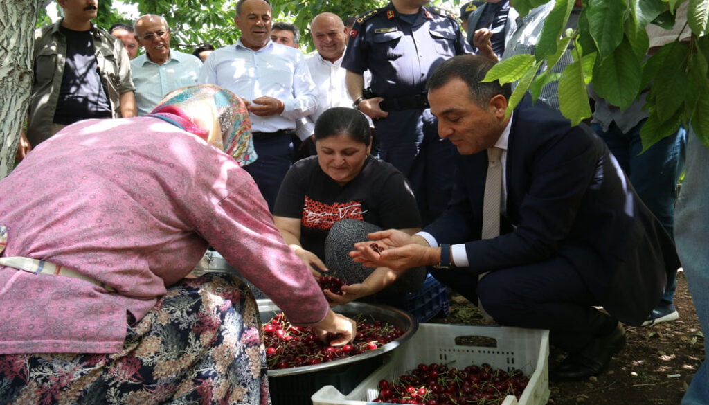 Ağlasun Yeşilköy’de kiraz hasattı başladı