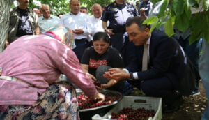 Ağlasun Yeşilköy’de kiraz hasattı başladı