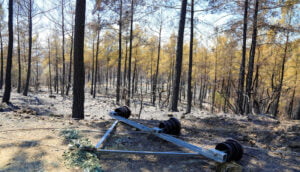 Yangına neden olan elektrik hattı da küle döndü