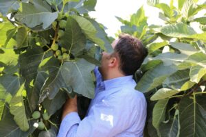 Hasankeyf Kaymakamı İmrak, Benati inciri topladı