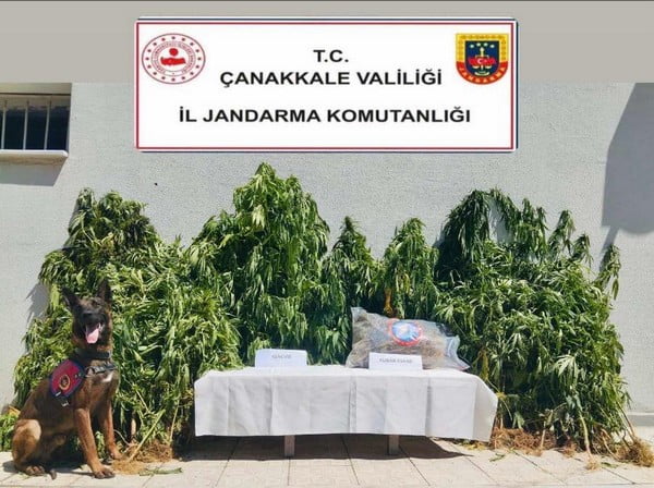 Çanakkale Jandarma’dan uyuşturucu operasyonu