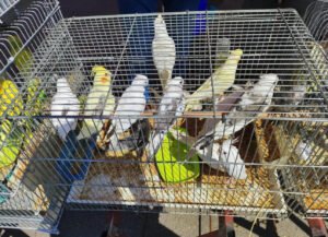 Antalya’da kaçak papağan operasyonu