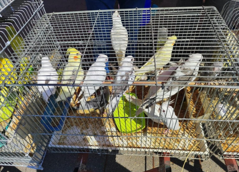 Antalya’da kaçak papağan operasyonu