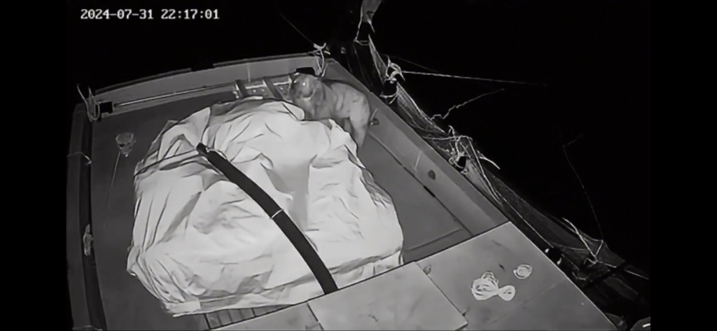 Gümüşhane’de Boz Ayı Su Ürünleri Tesisine Akın Ediyor: 20-30 Kilogram Balık Yiyor