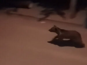 Gümüşhane’de ayı şehir merkezine indi! Vatandaşlar korktu